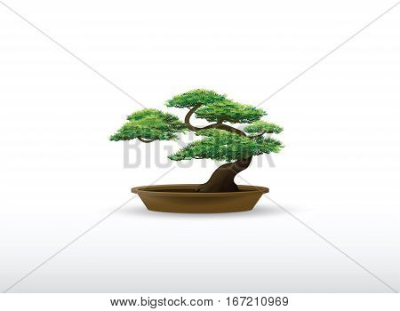 bonsai in the pot japanese style vector
