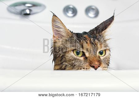 Funny cat Maine Coon. Wet cat in the bath.