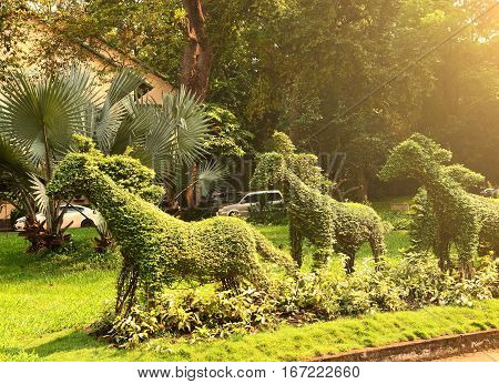 cut runnung horse bushes in vietnam asian park