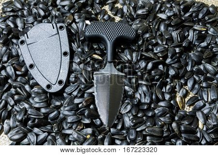 Urban Knife With Case On Sunflower Seed.. Clouse Up.