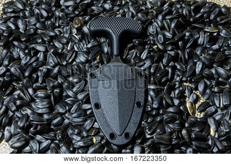 Urban Knife In Case On Sunflower Seed.. Clouse Up.