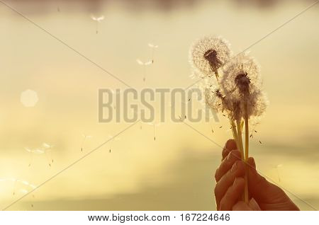 dandelion seeds flying in the hands of a woman