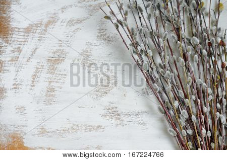 Pussy-willow Twigs On White Background