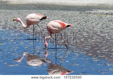 Flamingos with reflections at Laguna Hedionda Altiplano Bolivia