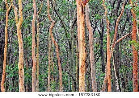 Australian Eucalyptus forest with Sydney Red Gums, Angophora costata, New South Wales