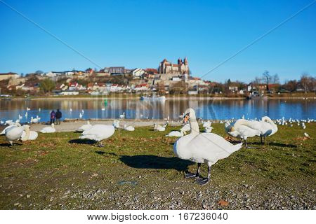 Wwans On The Rhine Bank With Breisach Castle In The Background