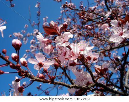 春の花