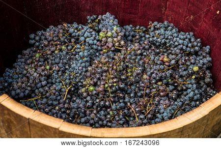 Bunches of red grapes ready to be pressed with the feet following ancient traditions and producing genuine wine.