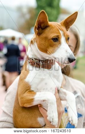 Beautiful dog basenji in the hands of the mistress in the summer for a walk in the park.