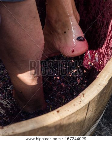 Bunches of red grapes ready to be pressed with the feet following ancient traditions and producing genuine wine.