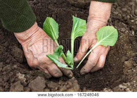 Closeup of old woman's hands planting a cabbage seedling in ground. Work in the garden in spring. Senior woman planting cabbage seedling in the vegetable garden