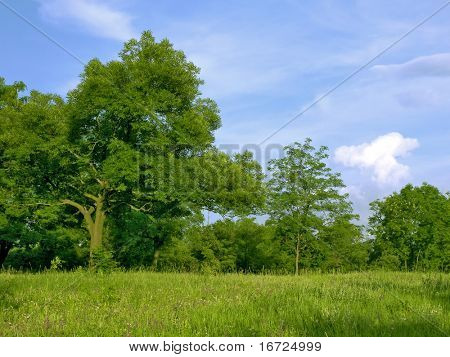 Groene boom