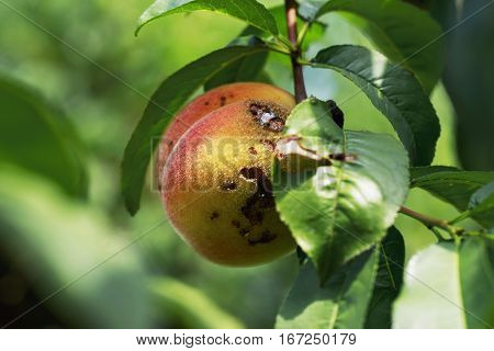 rotten peach hanging on the branch with green leaves in a garden