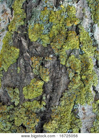 Moss.