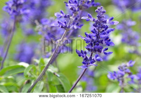 Blooming Blue Bugleweeds Ajuga