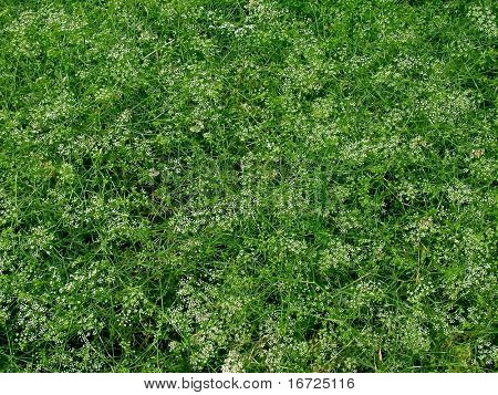 Grass