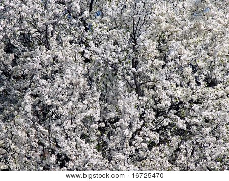 Körsbär blommor bakgrund.