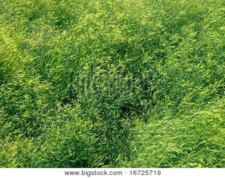 Grüne Gras Hintergrund.