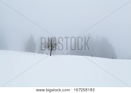 gloomy foggy morning on snowy hills in winter