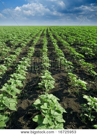Sunflowers lines.