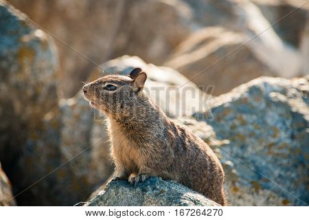 Sweet Curious California Ground Squirrel, Animal In California
