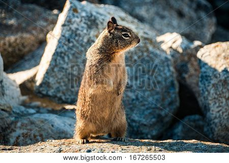 sweet curious california ground squirrel standing upright animal in california