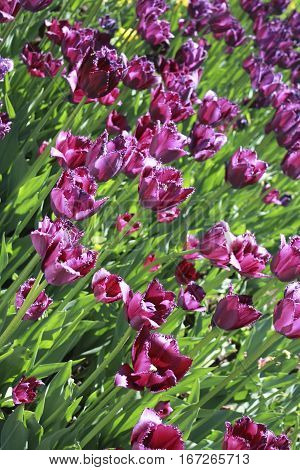 Flowerbed with many fiolet tulips vertical incline view.