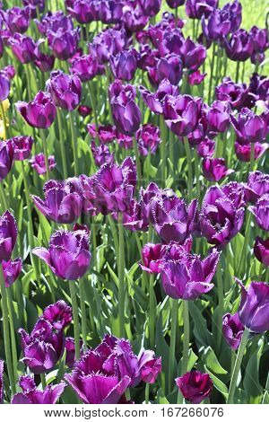 Flowerbed with many fiolet tulips vertical view.