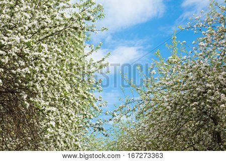 Beautiful Natural Spring floral Background of white blooming Apple tree on the background of bright blue sky. Old Tree crown in garden. Horizontal Wallpaper With Copy Space