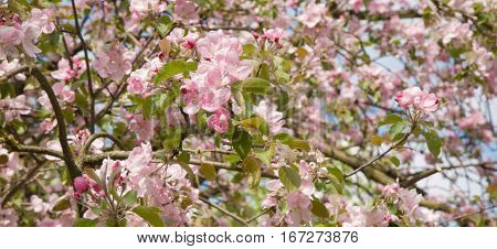 Beautiful Background with Pink flowers Apple tree closeup selective focus. Blooming garden in spring. Wide Horizontal Wallpaper