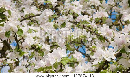 Nature floral Background of white blooming Apple tree closeup with selective focus. Spring garden. Horizontal Wallpaper