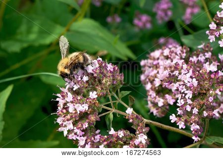 Bee on magenta flower. Summer meadow. Gathering pollen.