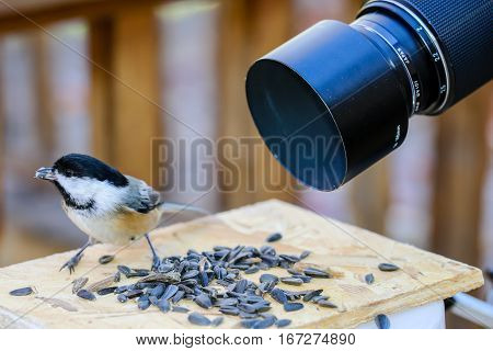 Close up image of a Black-capped Chickadee (Parus atricapillus) gwtting photographed with a macro lens.