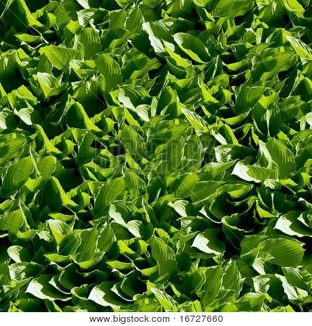 Verde sfondo trasparente foglia (vedere altri sfondi senza soluzione di continuità nel mio portafoglio).