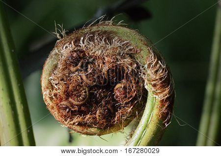 Close up of a fern fiddlehead in the garden