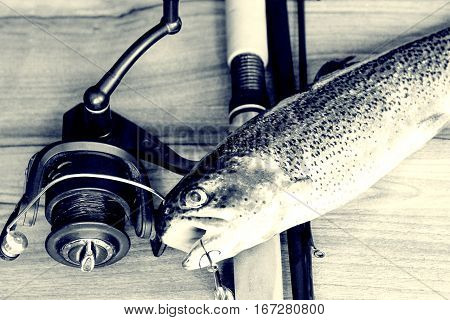 Fresh Rainbow Trout Closeup,soft Lighting Effect.