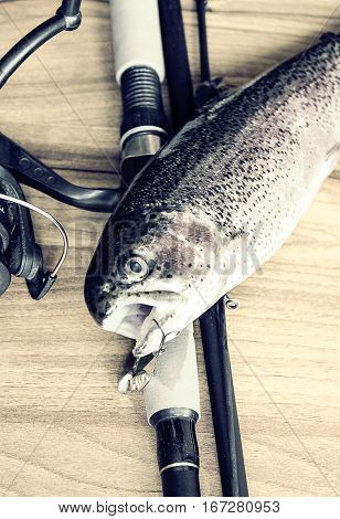 Fresh Rainbow Trout Closeup,soft Lighting Effect.