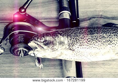 Fresh Rainbow Trout Closeup,soft Lighting Effect.