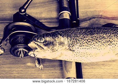 Fresh Rainbow Trout Closeup,soft Lighting Effect.
