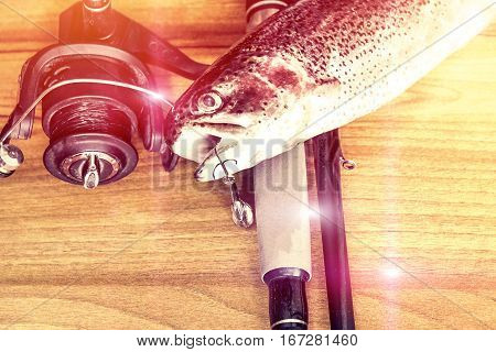 Fresh Rainbow Trout Closeup,soft Lighting Effect.