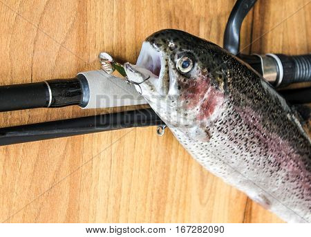 Fresh Rainbow Trout Closeup,soft Lighting Effect.