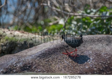Black crake or Amaurornis flavirostra on back of hippo