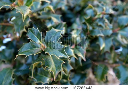 Close-up image of holly or holly ilex green leaves
