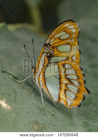 A Common Sergeant Butterfly (Athyma perius) at rest