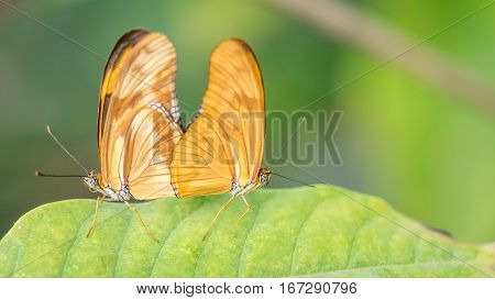 A pair of Flambeau butterflies,  Dryas Iulia