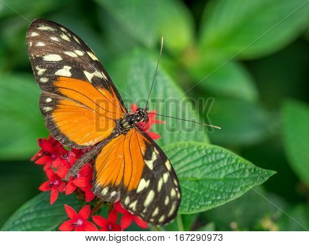 An orange Tiger Longwing butterfly Heliconius Hecale