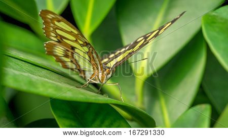 A Malachite Butterfly Siproeta Stelenes at rest