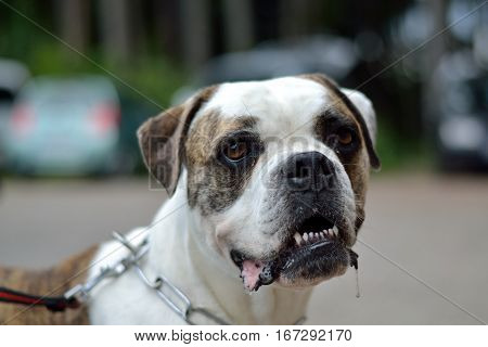 Portrait of an American Bulldogge - depth of field