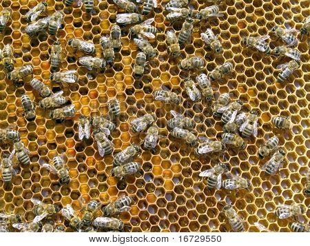 Abeilles sur fond de nid d'abeilles.