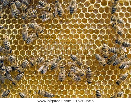 Abeilles sur fond de nid d'abeilles.